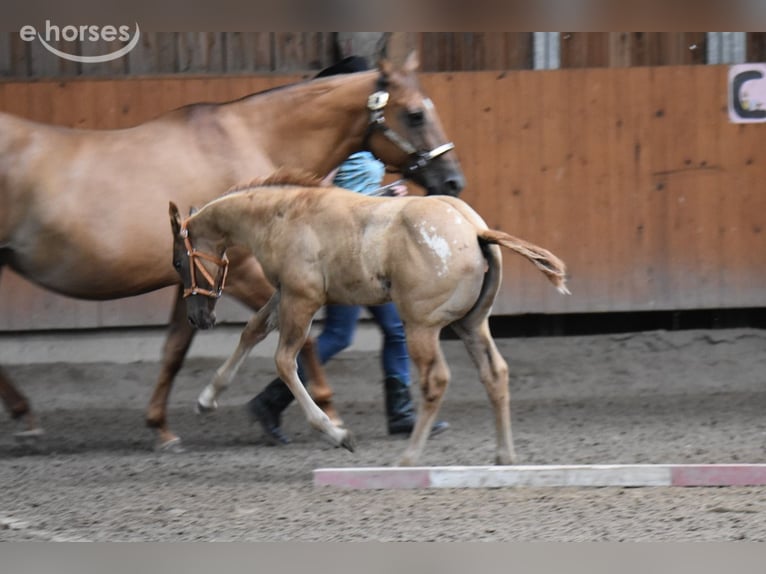 Appaloosa Yegua Potro (04/2026) 155 cm Buckskin/Bayo in Neuhausen