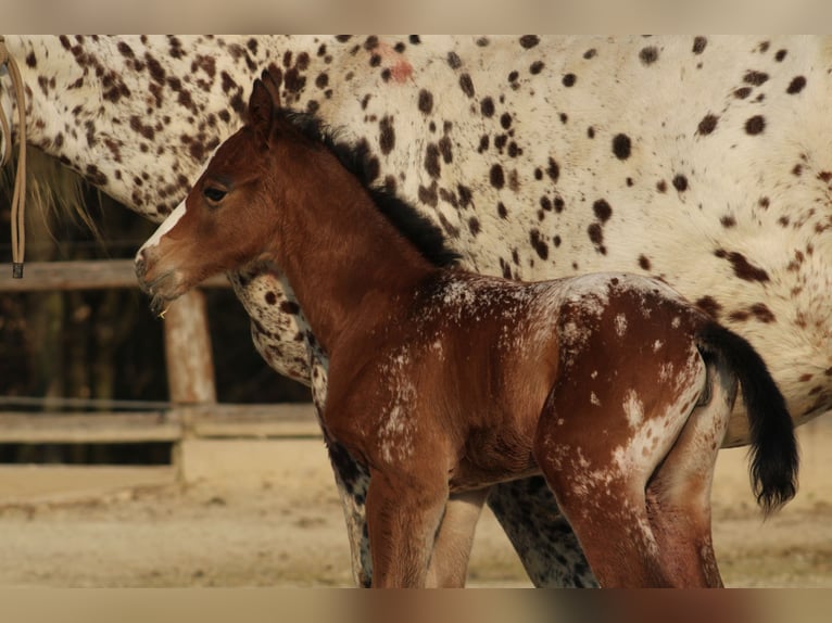 Appaloosa Yegua Potro (03/2026) 155 cm Castaño rojizo in Globoko