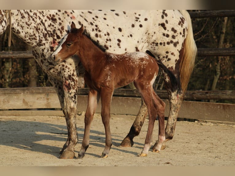 Appaloosa Yegua Potro (03/2026) 155 cm Castaño rojizo in Globoko