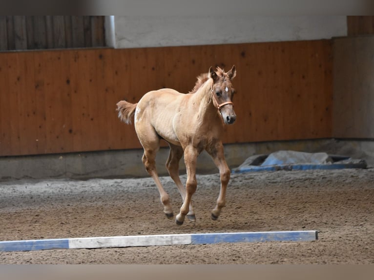 Appaloosa Yegua Potro (04/2026) 155 cm  in Neuhausen/Spree