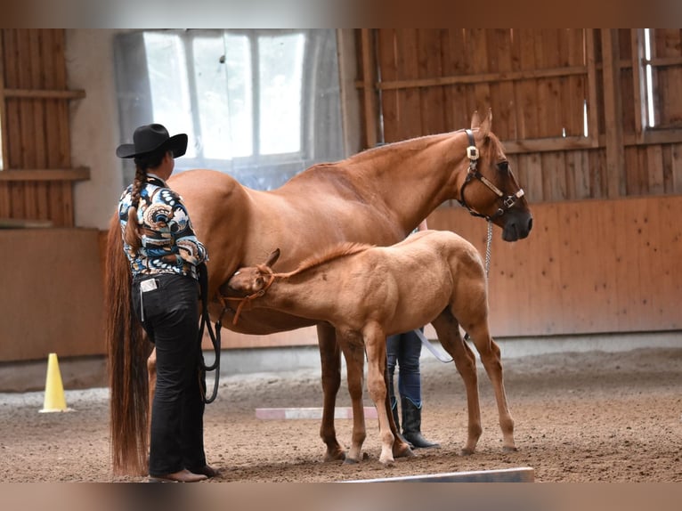 Appaloosa Yegua Potro (04/2026) 155 cm  in Neuhausen/Spree