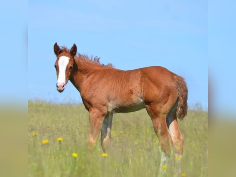 SÍ AL ARTE DE LA TAUROMAQUIA - Caballos Raza Appaloosa