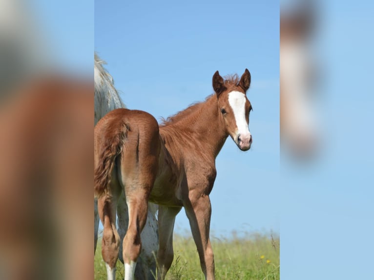 SÍ AL ARTE DE LA TAUROMAQUIA - Caballos Raza Appaloosa