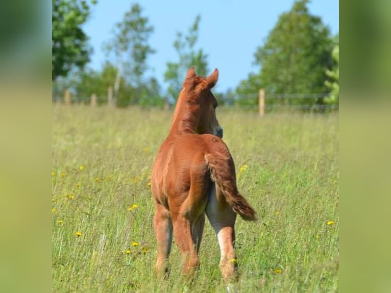 SÍ AL ARTE DE LA TAUROMAQUIA - Caballos Raza Appaloosa