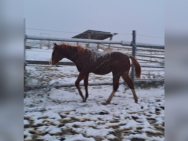 SÍ AL ARTE DE LA TAUROMAQUIA - Caballos Raza Appaloosa