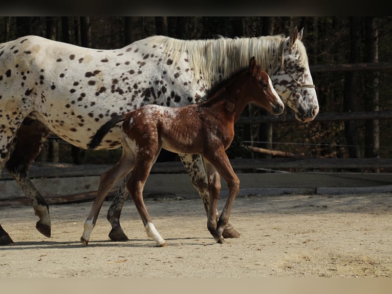 Appaloosa Yegua Potro (03/2026) 157 cm Atigrado/Moteado in Globoko