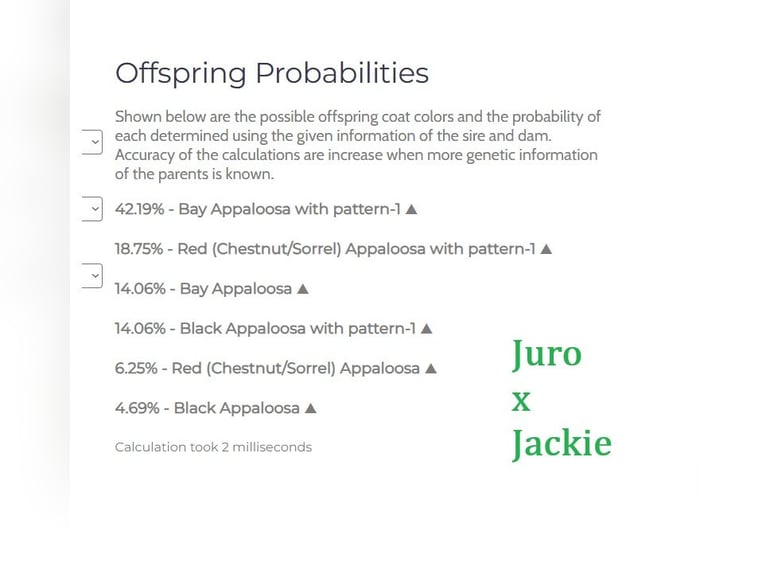 Appaloosa Yegua Potro (01/2025) 158 cm Atigrado/Moteado in Globoko Appaloosa Yegua Potro (01/2025) 158 cm Atigrado/Moteado in Globoko