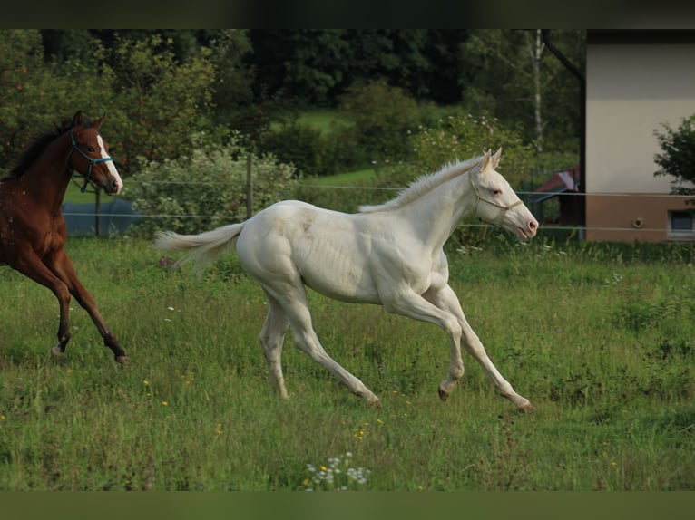 Appaloosa Yegua Potro (04/2025) 158 cm in Globoko