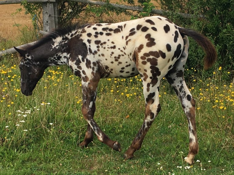 Appaloosa Yegua Potro (04/2024) Atigrado/Moteado in Brno