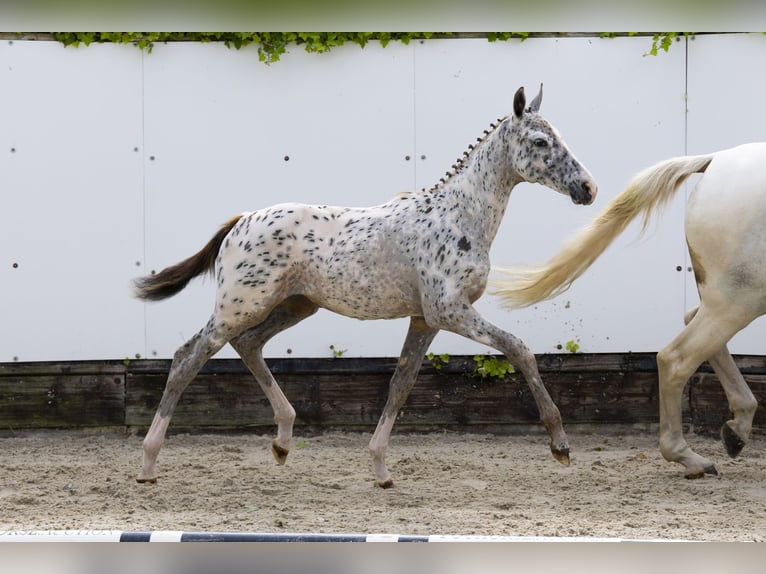 Appaloosa Yegua  Atigrado/Moteado in Waddinxveen