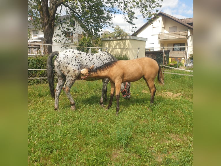 Appaloosa Yegua Potro (04/2025) Buckskin/Bayo in Dörzbach Appaloosa Yegua Potro (04/2025) Buckskin/Bayo in Dörzbach