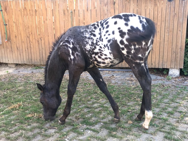 Appaloosa Yegua Potro (05/2025) in Brno