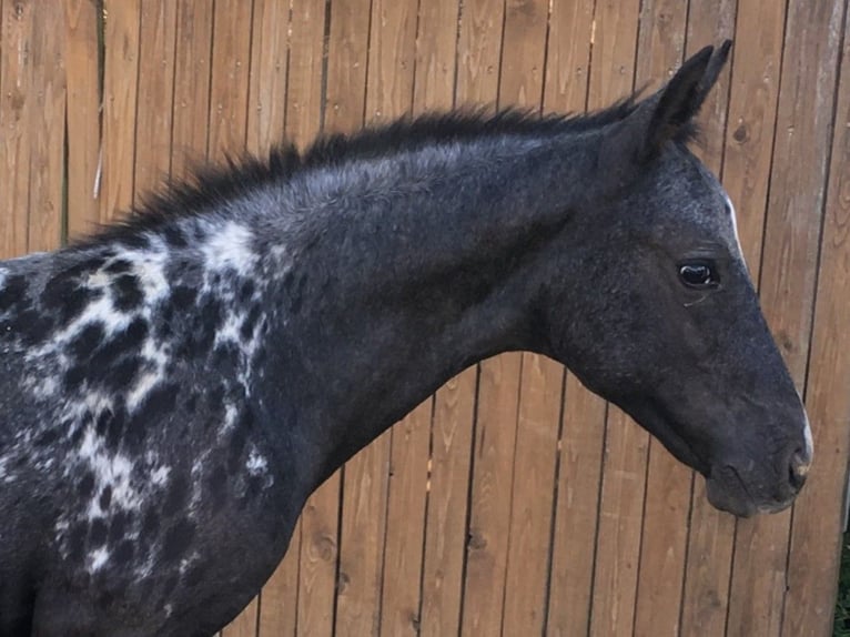 Appaloosa Yegua Potro (05/2025) in Brno