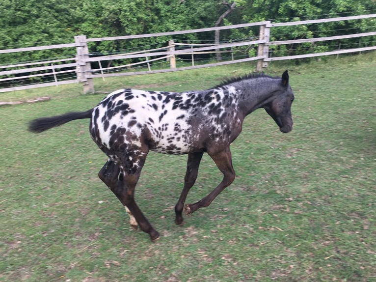 Appaloosa Yegua Potro (05/2025) in Brno
