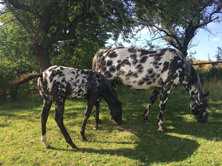 Appaloosa Yegua Potro (05/2025) in Brno