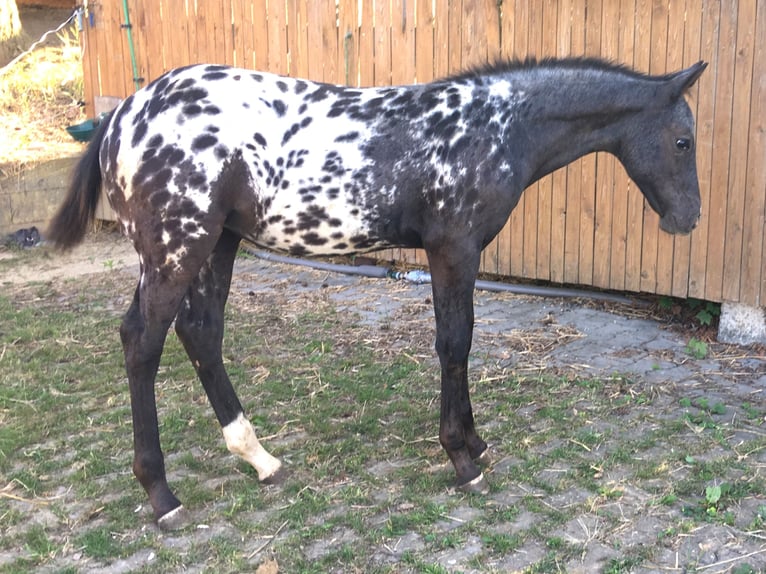 Appaloosa Yegua Potro (05/2025) in Brno