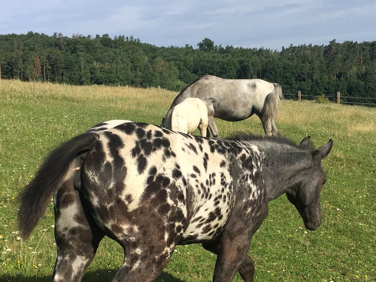 Appaloosa Yegua Potro (05/2025) in Brno