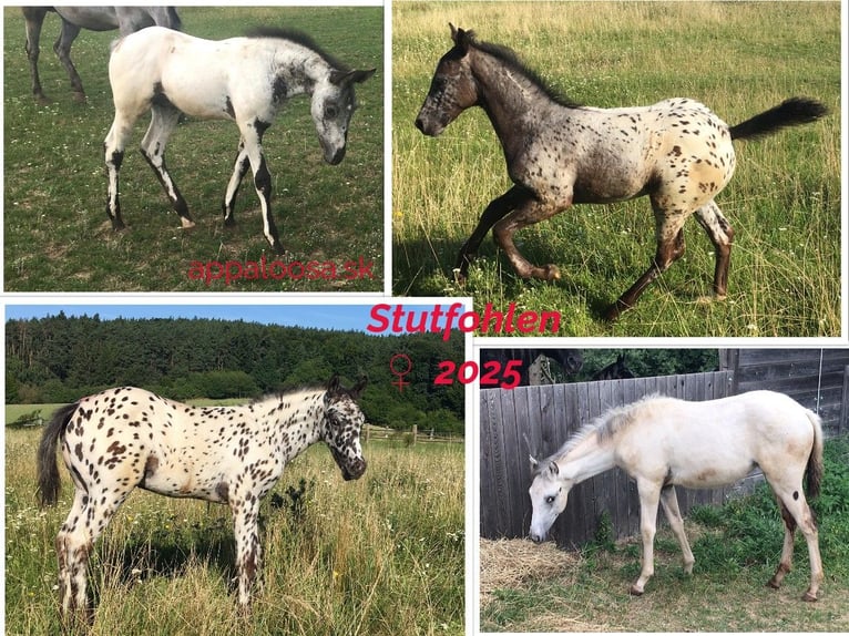 Appaloosa Yegua Potro (05/2025) in Brno