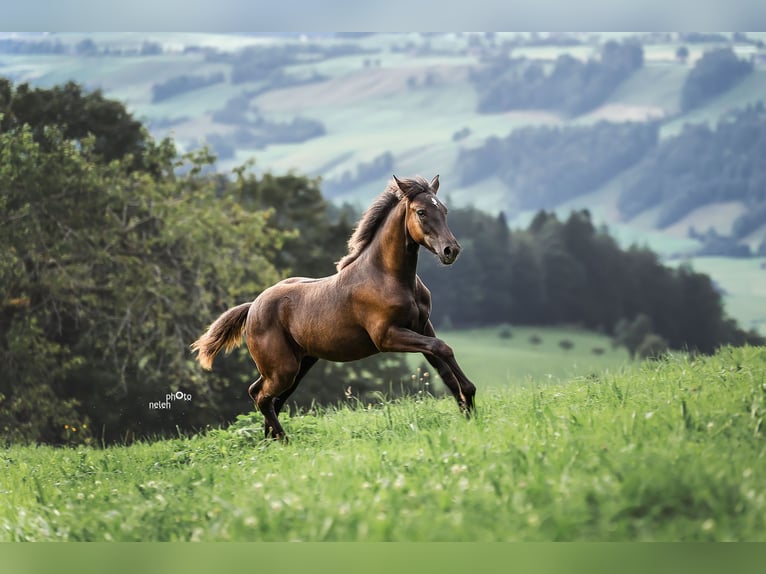 Appaloosa Yegua Potro (04/2024) Negro in Schüpfheim