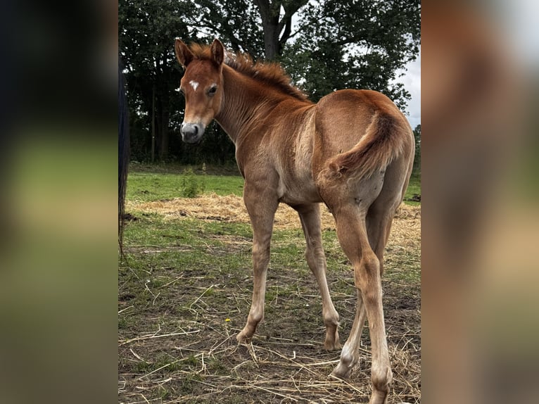 AR Jack Sparrow American Quarter Horse Hengst  in Schönwalde