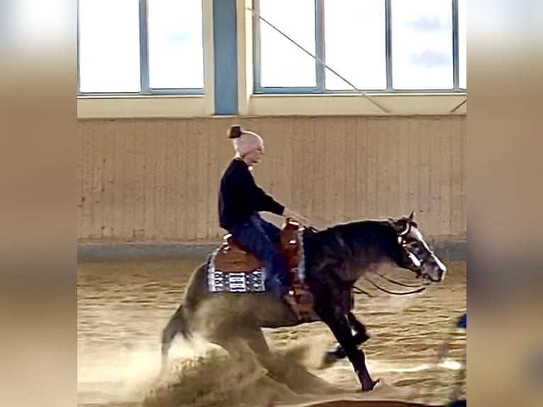 AR Jack Sparrow American Quarter Horse Hengst in Schönwalde