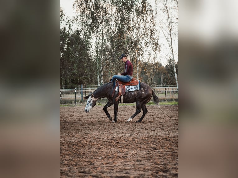 AR Jack Sparrow American Quarter Horse Hengst in Schönwalde