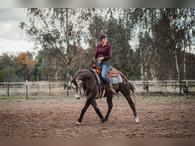 AR Jack Sparrow American Quarter Horse Stallion in Schönwalde