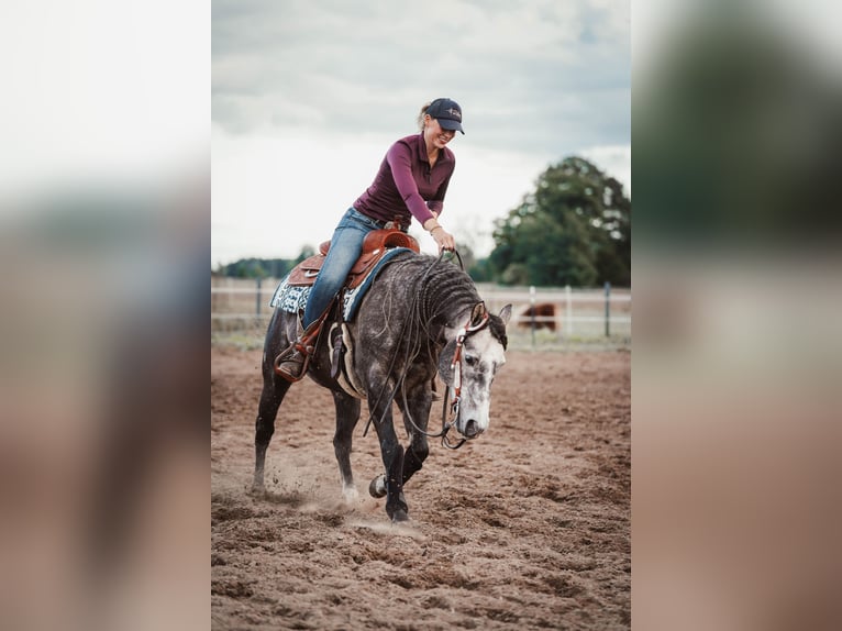 AR Jack Sparrow American Quarter Horse Stallion in Schönwalde