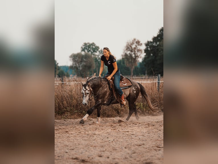 AR Jack Sparrow American Quarter Horse Stallion in Schönwalde