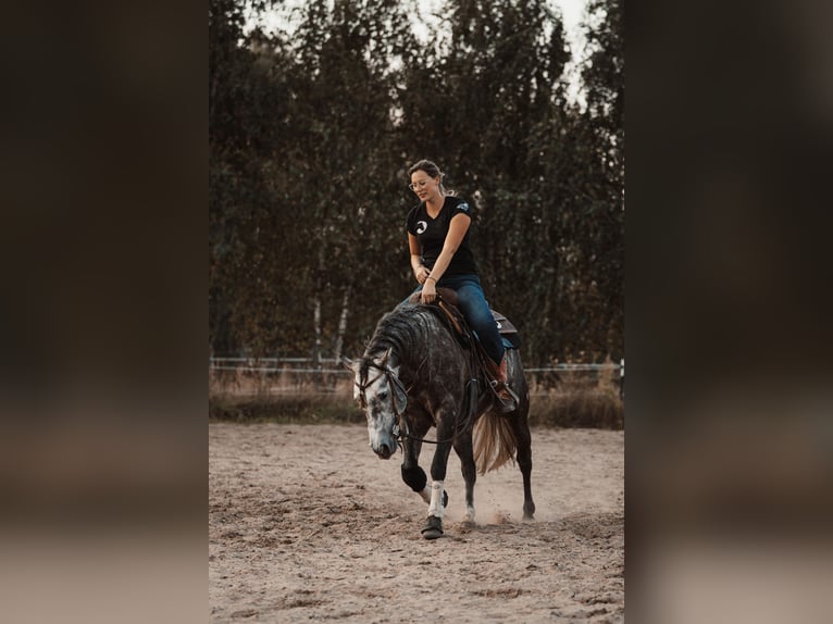 AR Jack Sparrow American Quarter Horse Stallion  in Schönwalde