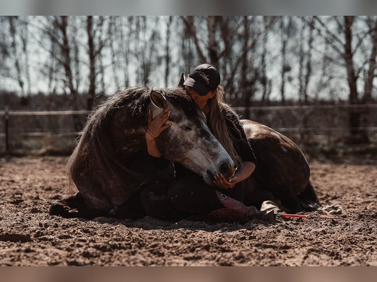 AR Jack Sparrow American Quarter Horse Stallion  in Schönwalde