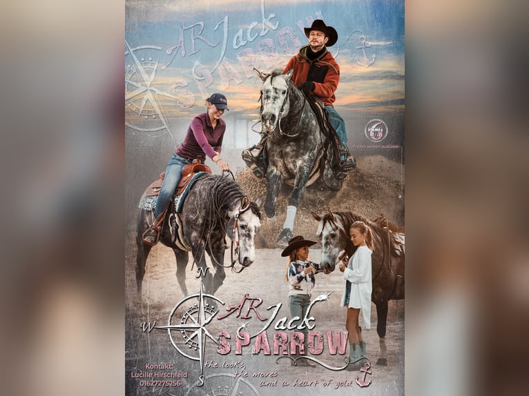 AR Jack Sparrow Quarter horse américain Étalon  in Schönwalde