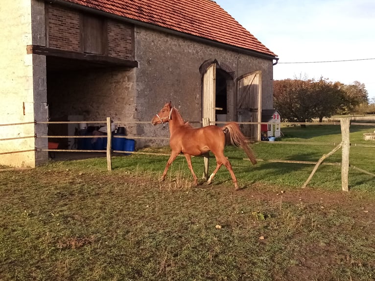 Arabe asil Étalon 10 Ans 143 cm Alezan in La Chapelle-Saint-Sépulcre