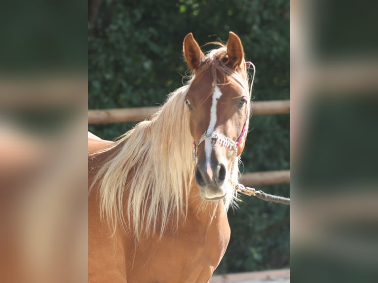 Arabe asil Étalon 2 Ans 145 cm Alezan brûlé in Niedersachsen