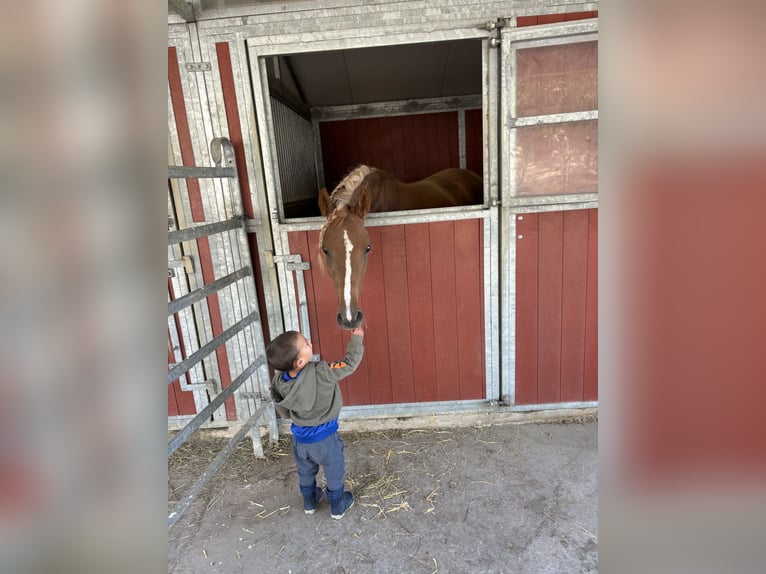 Arabe asil Étalon 2 Ans 145 cm Alezan brûlé in Niedersachsen