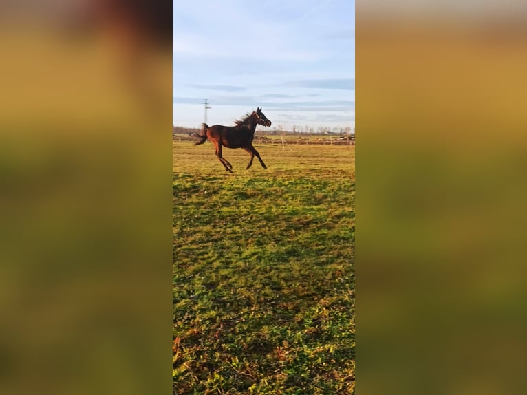 Arabe asil Étalon 2 Ans Bai brun foncé in Beled