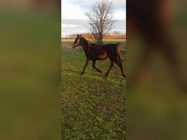 Arabe asil Étalon 2 Ans Bai brun foncé in Beled