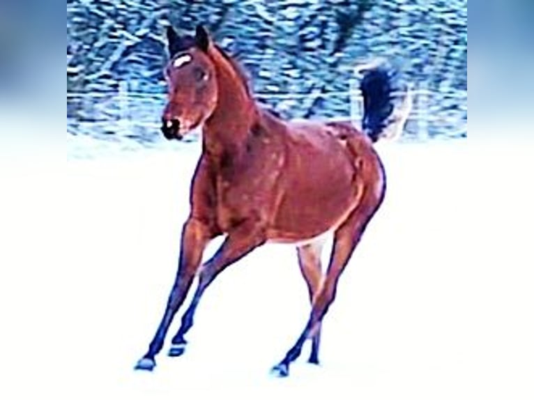 Arabe asil Étalon 3 Ans 148 cm Bai in Gersheim