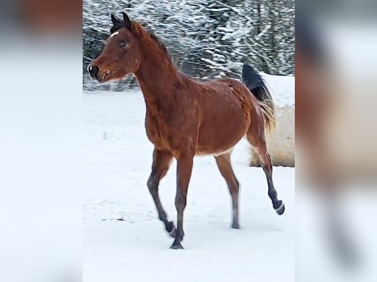 Arabe asil Étalon 3 Ans 148 cm Bai in Gersheim