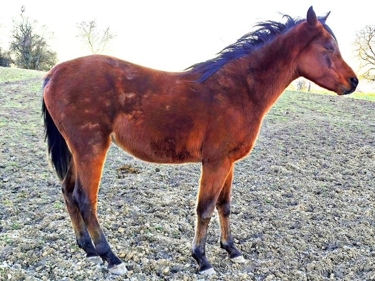 Arabe asil Étalon 3 Ans 148 cm Bai in Gersheim
