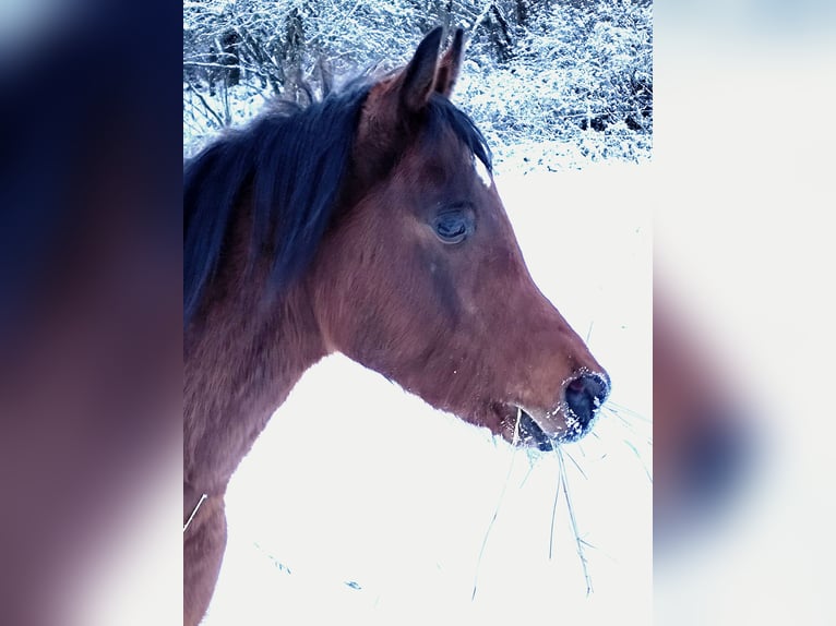 Arabe asil Étalon 3 Ans 148 cm Bai in Gersheim