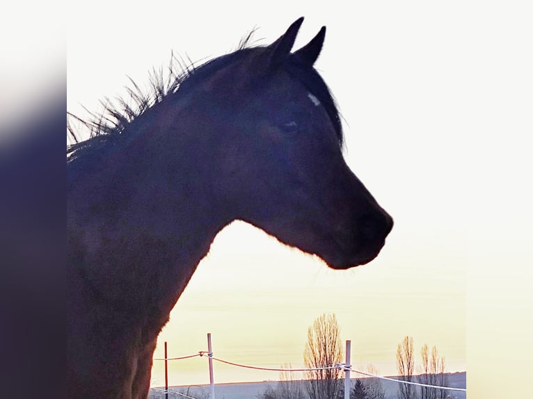 Arabe asil Étalon 3 Ans 148 cm Bai in Gersheim