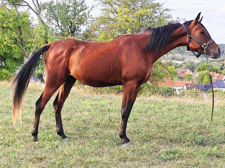 Arabe asil Étalon 3 Ans 150 cm Bai brun in Gersheim