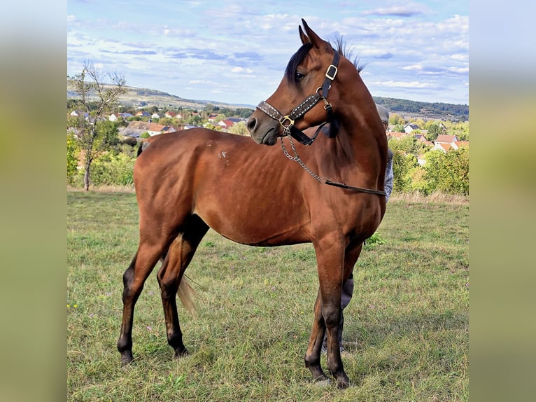 Arabe asil Étalon 3 Ans 150 cm Bai brun in Gersheim