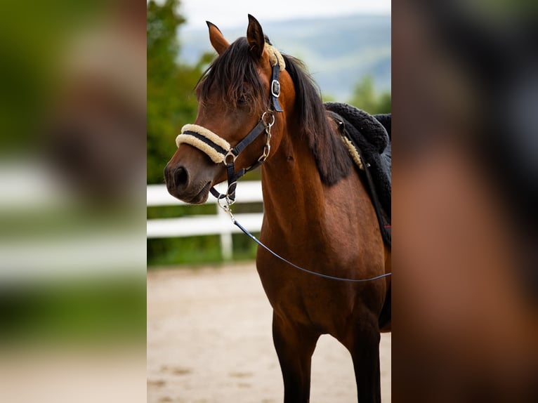 Arabe asil Croisé Étalon 3 Ans Bai in Binzen