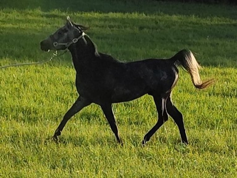 Arabe asil Étalon 4 Ans 150 cm Gris noir in Gersheim