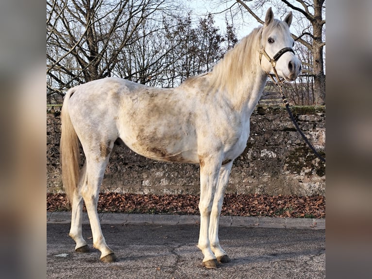Arabe asil Étalon 5 Ans 155 cm Gris in Gersheim