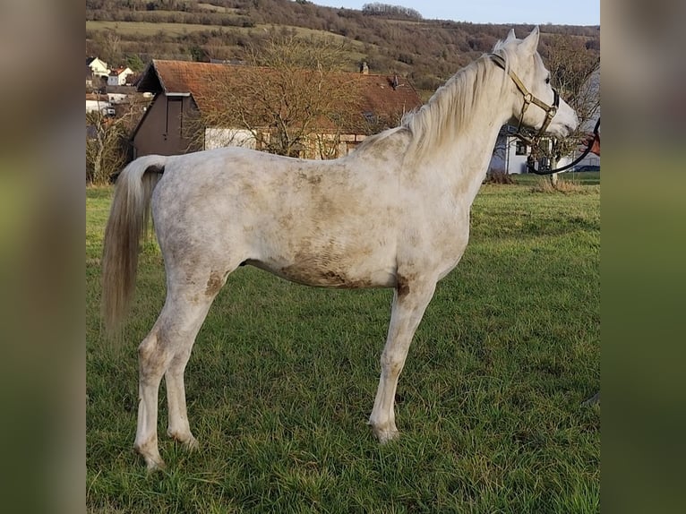 Arabe asil Étalon 5 Ans 155 cm Gris in Gersheim