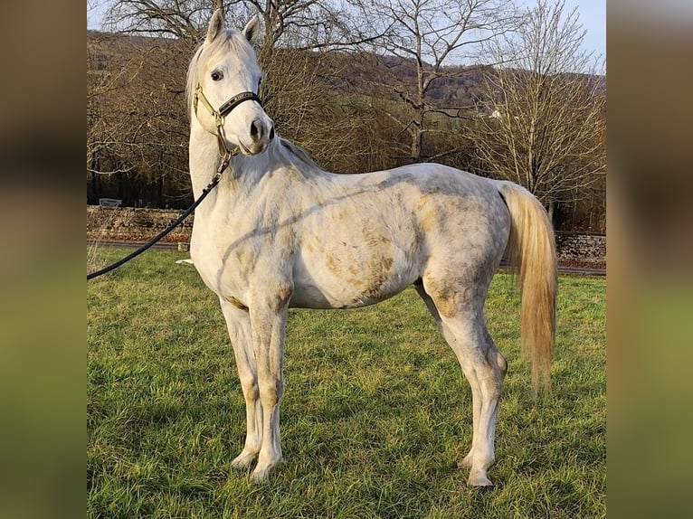 Arabe asil Étalon 5 Ans 155 cm Gris in Gersheim