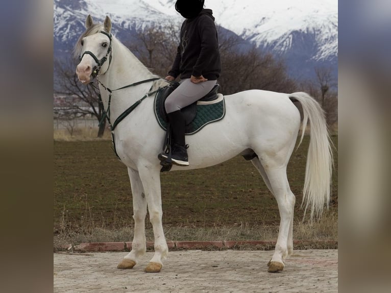 Arabe asil Étalon 7 Ans 163 cm Blanc in Erzincan